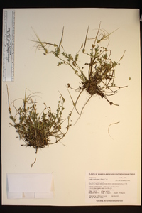 Erodium brachycarpum image